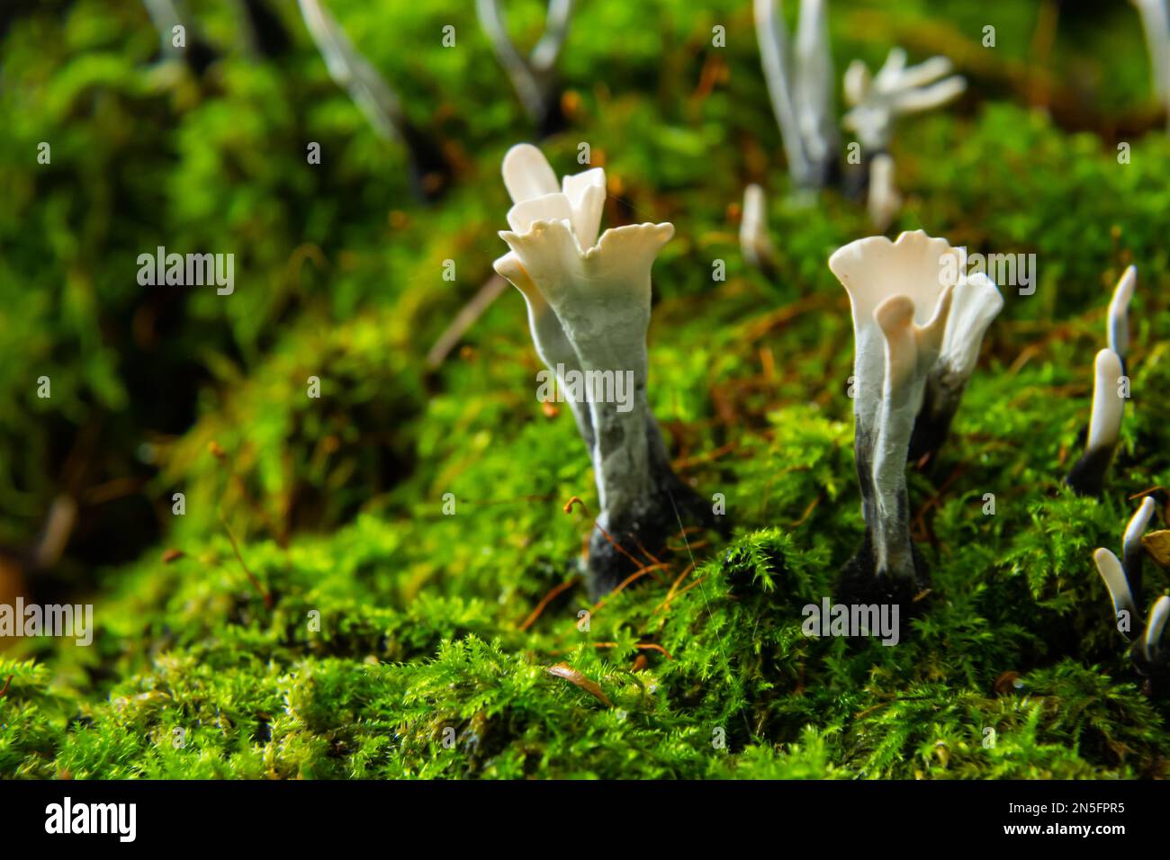 Erstaunliche Pilze sehen aus wie Äste mit Tau - Xylaria hypoxylon. Stockfoto