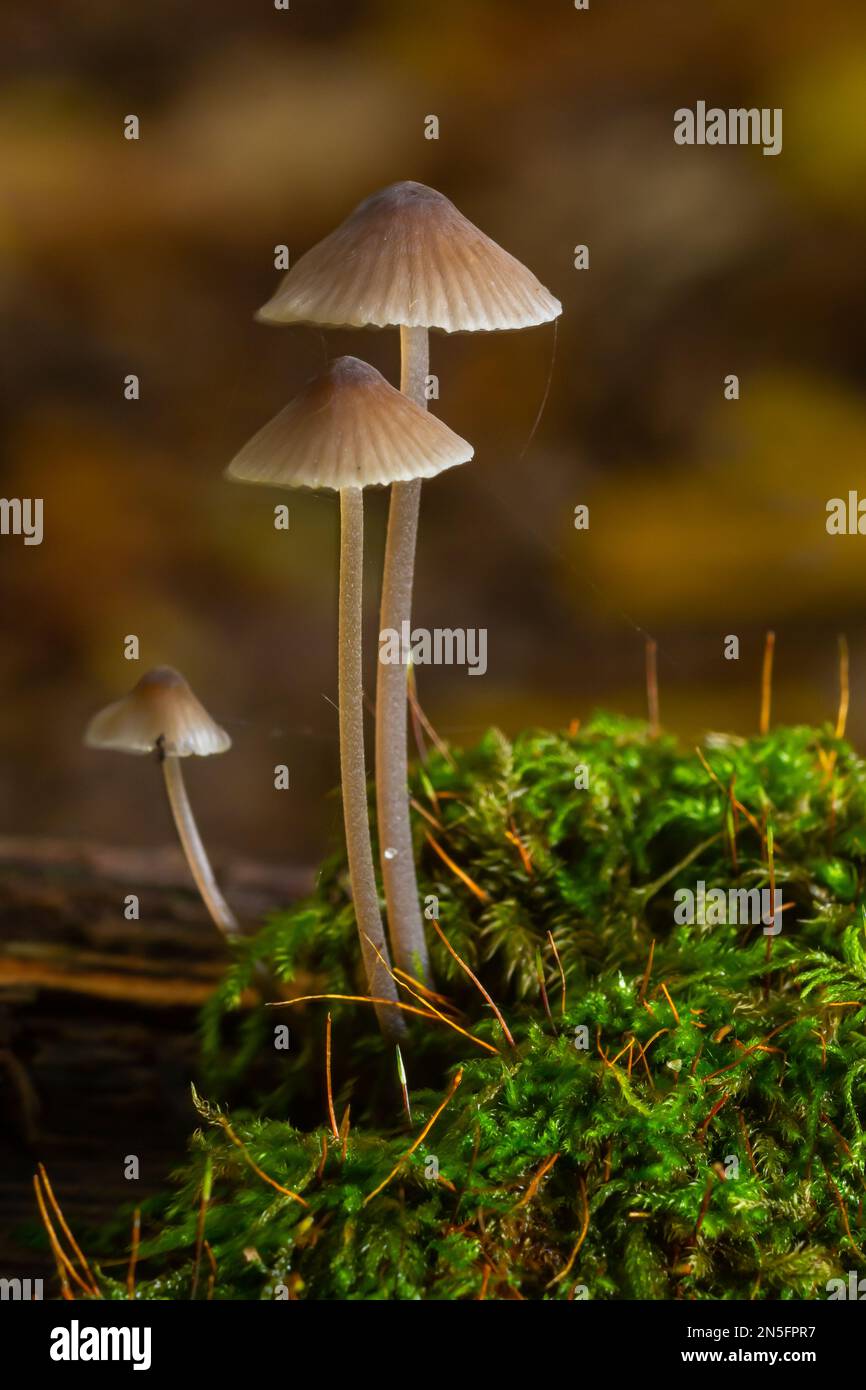 Weiße Pilze im Wald, Mycena Piringa Pilze. Stockfoto