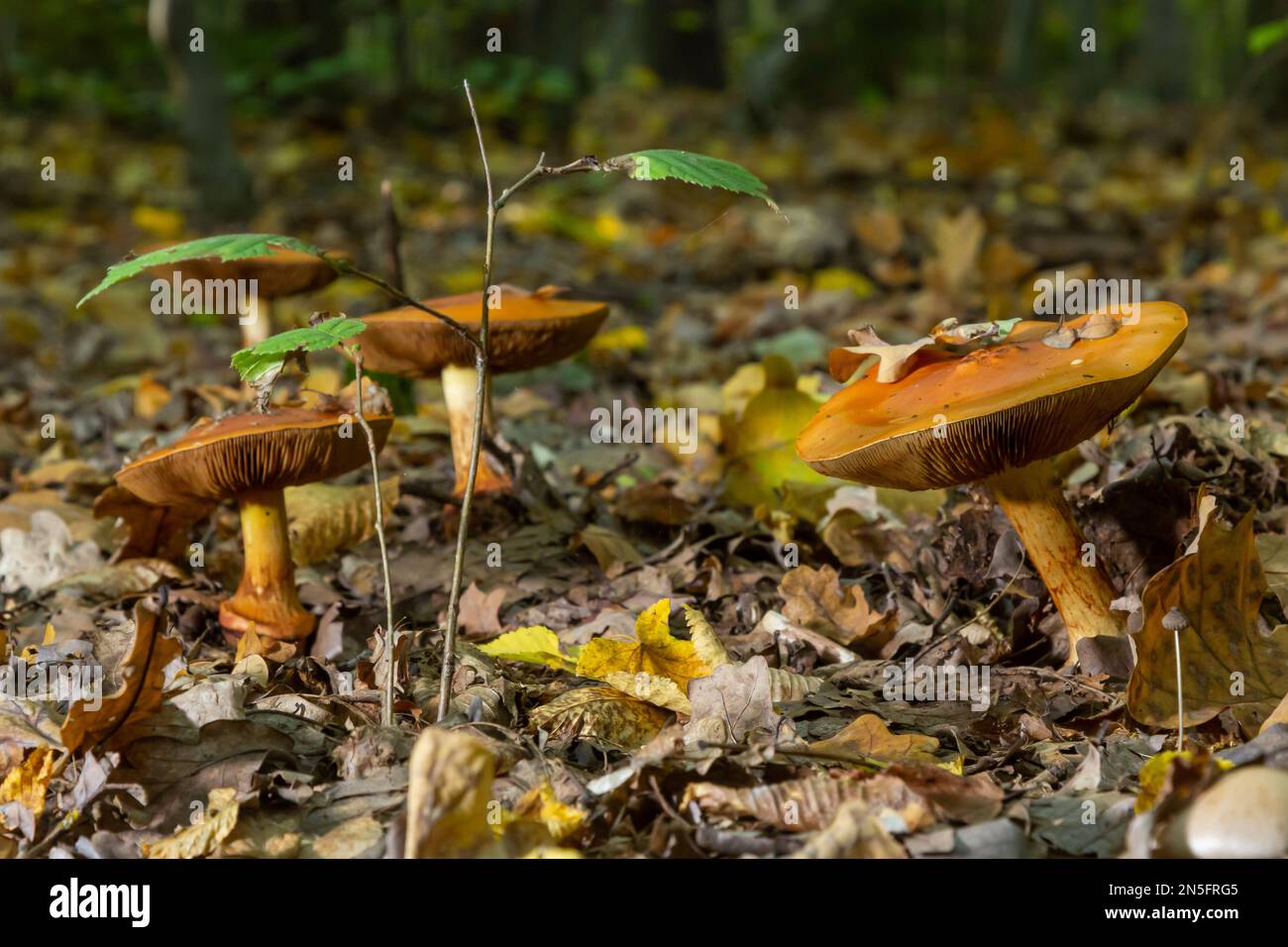 Eine Nahaufnahme von Cortinarius triumphans, in einer natürlichen Umgebung vor dem Hintergrund des Waldes. Stockfoto