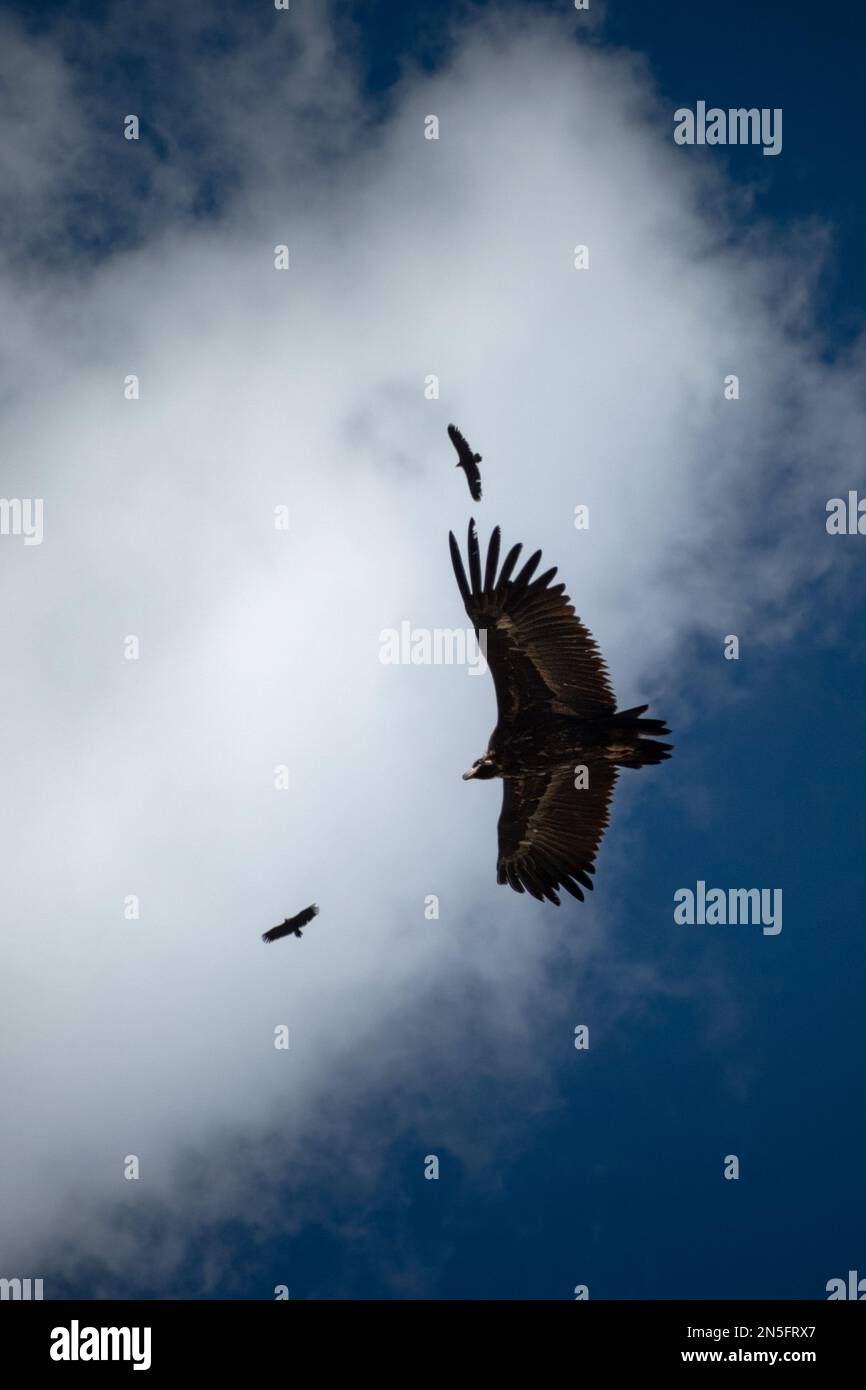 Majestätischer Adler, der am blauen Himmel fliegt. Großer Falke, der durch die Wolken gleitet. Stockfoto