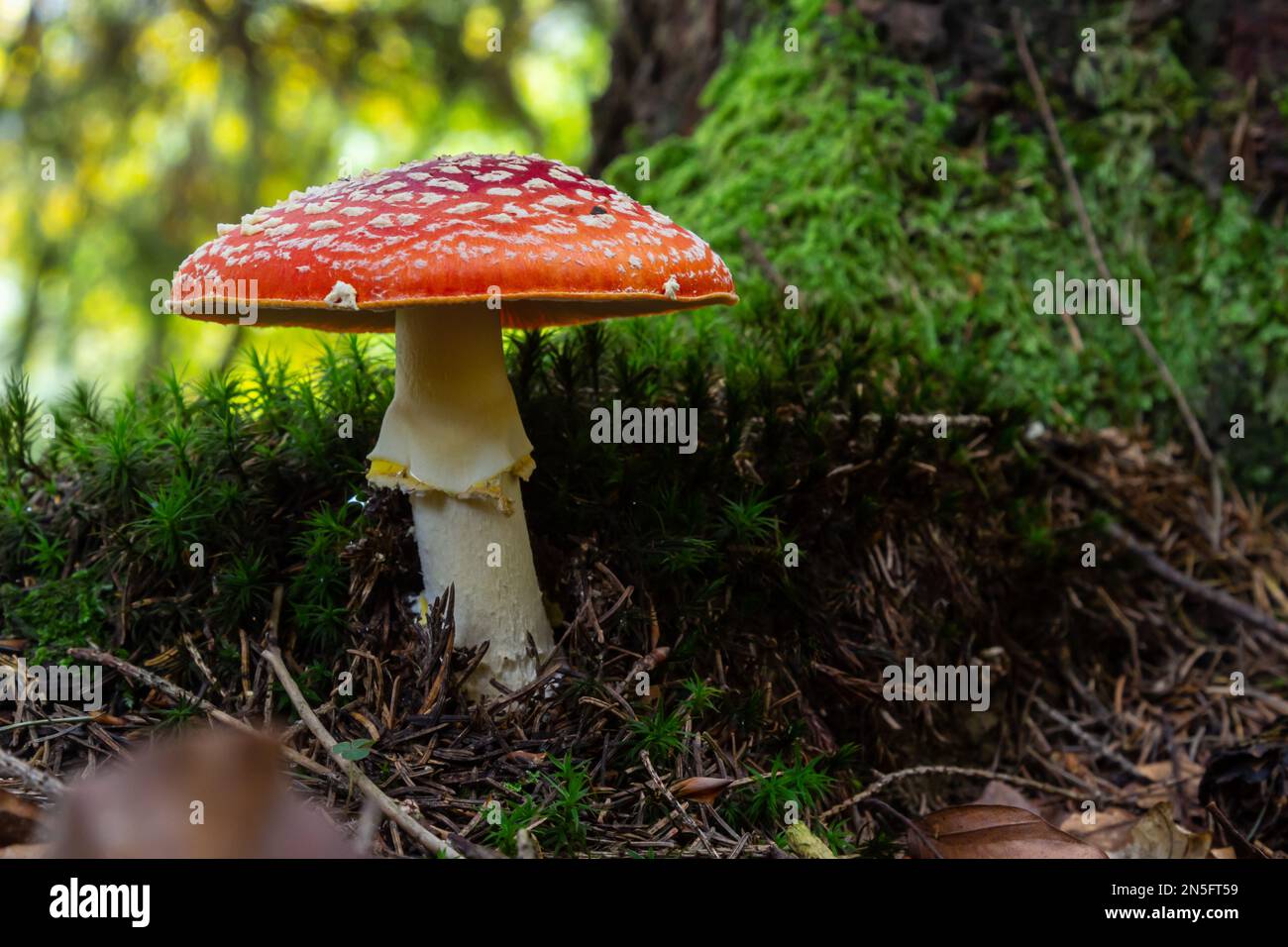 Amanita Muscaria, giftige Pilz. Bild ist im natürlichen Wald Hintergrund berücksichtigt. Stockfoto