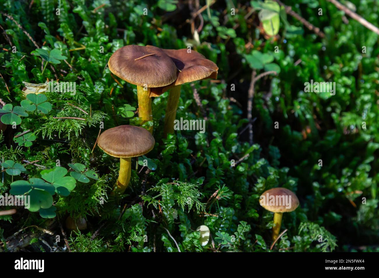 Gymnopus hariolorum-Pilze auf dem alten Stumpf. Stockfoto