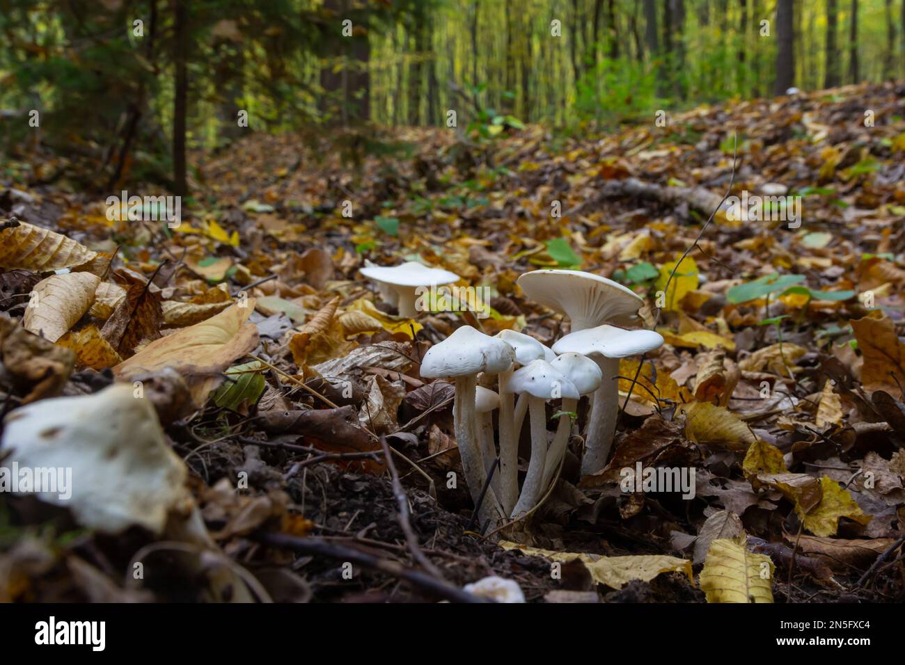 Elfenbein-Holzwachs-Pilze - Hygrophorus eburneus, wächst in Buchenblättrigen Wurf. Stockfoto