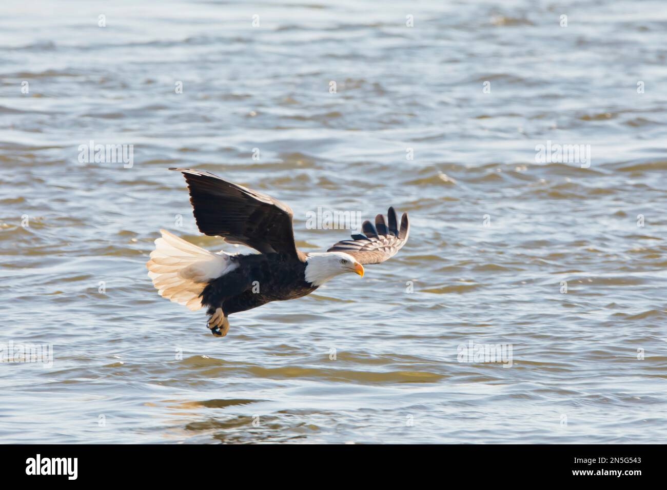 Weißkopfseeadler angeln, an einem Wintertag in der Nähe des Mississippi River in Davenport, Iowa, fliegen Stockfoto