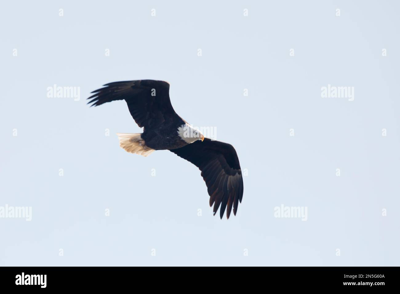 Erwachsener Weißkopfseeadler mit gebeugten Flügeln am blauen Himmel in Davenport, Iowa, an einem Wintertag. Stockfoto