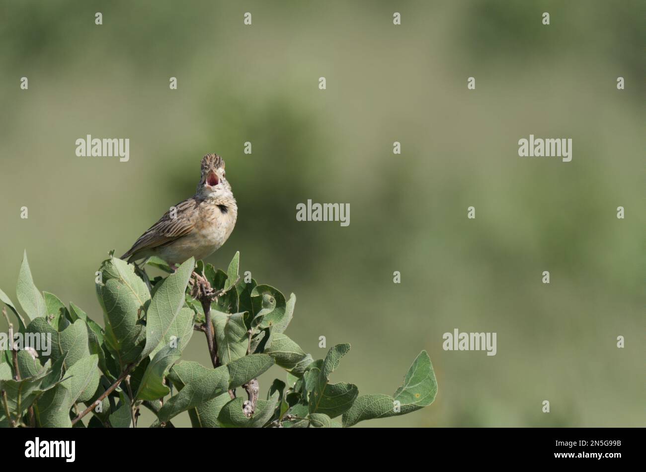 Rufous Naped Lark in Full Song Stockfoto