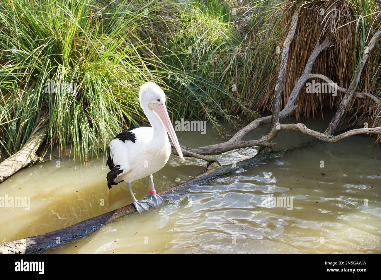 Ein weißer australischer Pelikan, der sich auf einem Baumstamm im Zoo von Melbourne ruht. Stockfoto