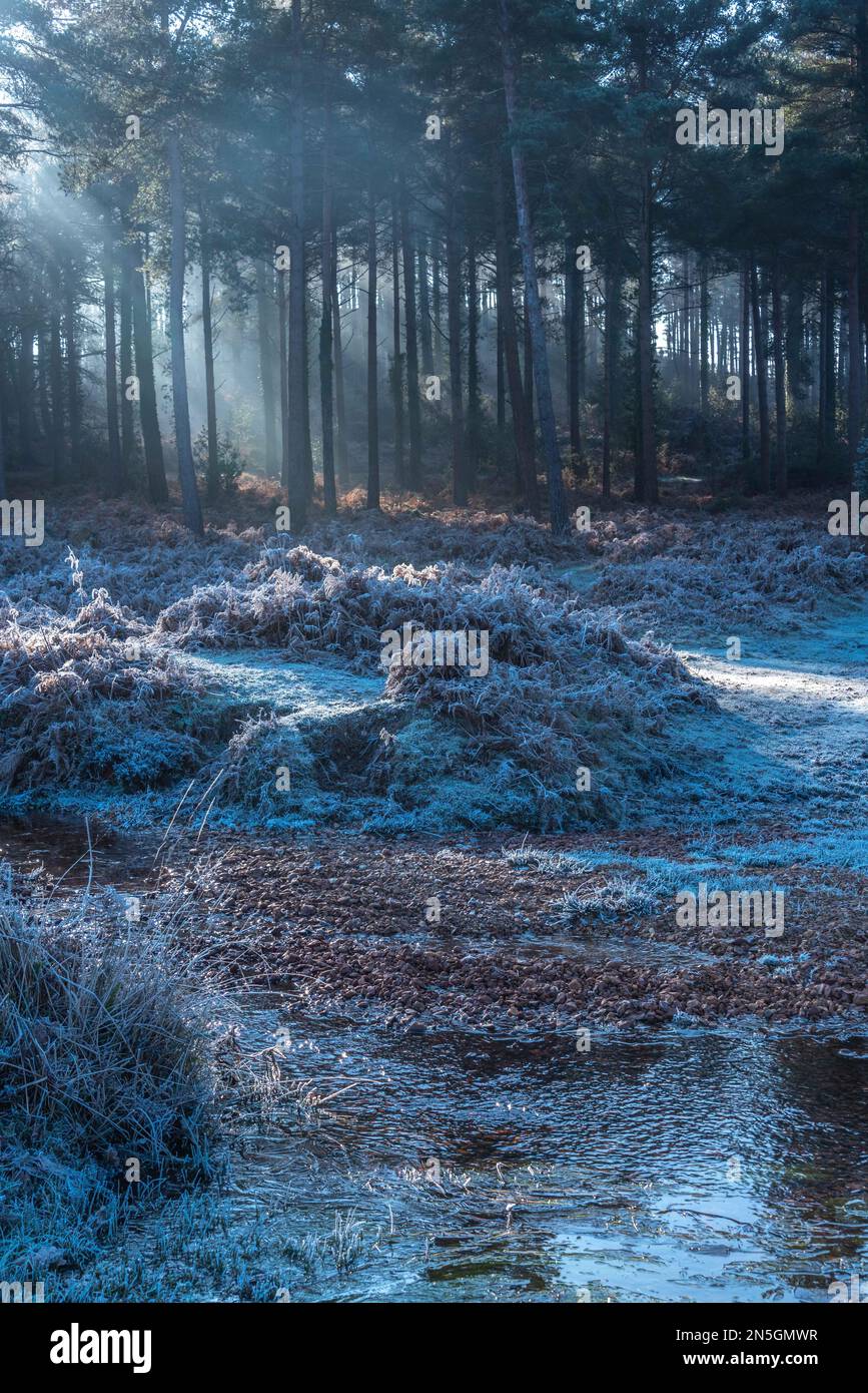 New Forest im Frost und Nebel, Februar 2023 Stockfoto