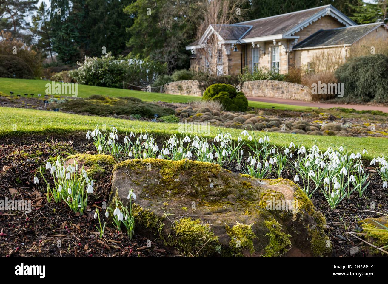 Klumpen von Schneeglöckchen (Galanthus nivalis) in Rock Garden, Royal Botanic Garden, Edinburgh, Schottland, Großbritannien Stockfoto