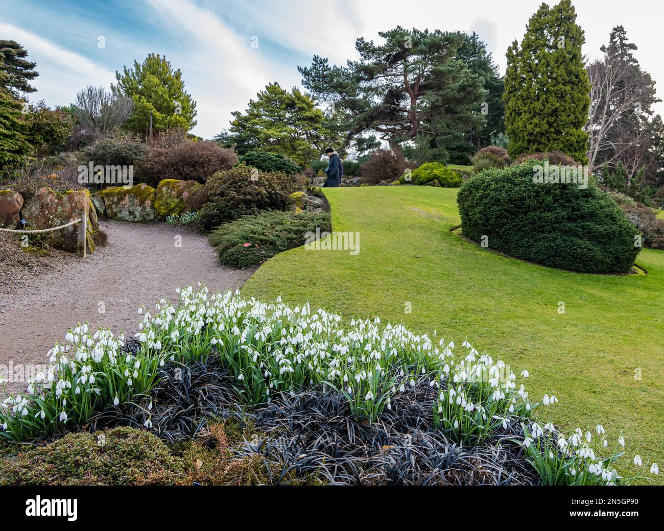 Klumpen von Schneeglöckchen (Galanthus nivalis) in Rock Garden, Royal Botanic Garden, Edinburgh, Schottland, Großbritannien Stockfoto