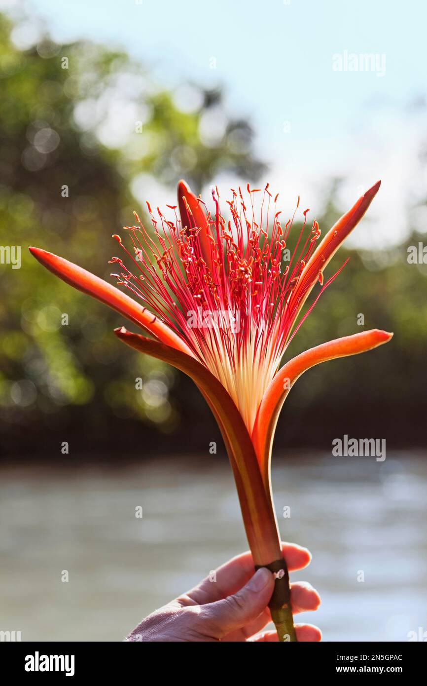 Die Hand einer Person, die Pachira Aquatica Blume, Orinoco Delta, Venezuela hält Stockfoto