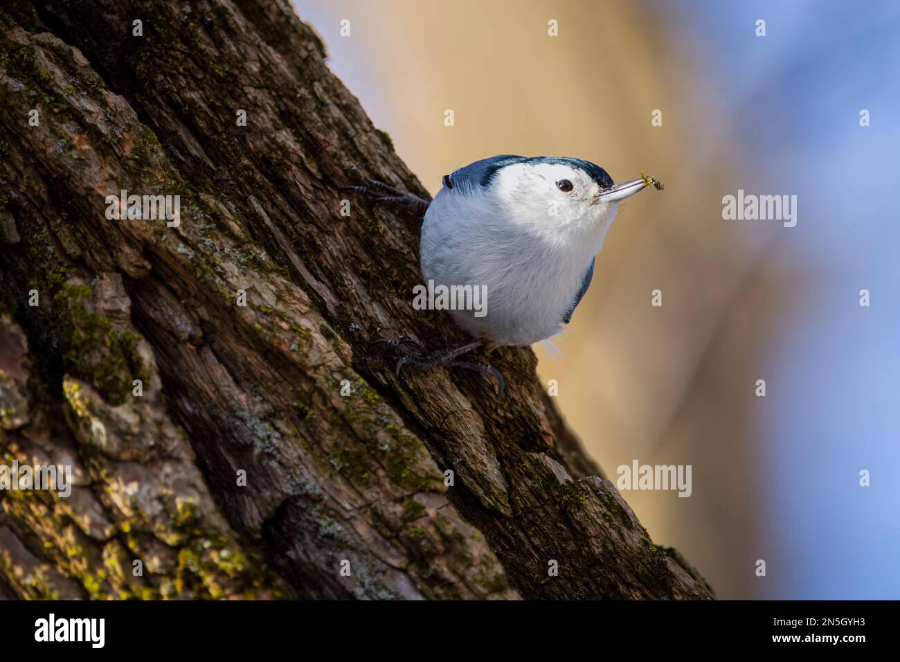 Weißbrustnuthatch auf Nahrungssuche in einem Nationalpark. Stockfoto