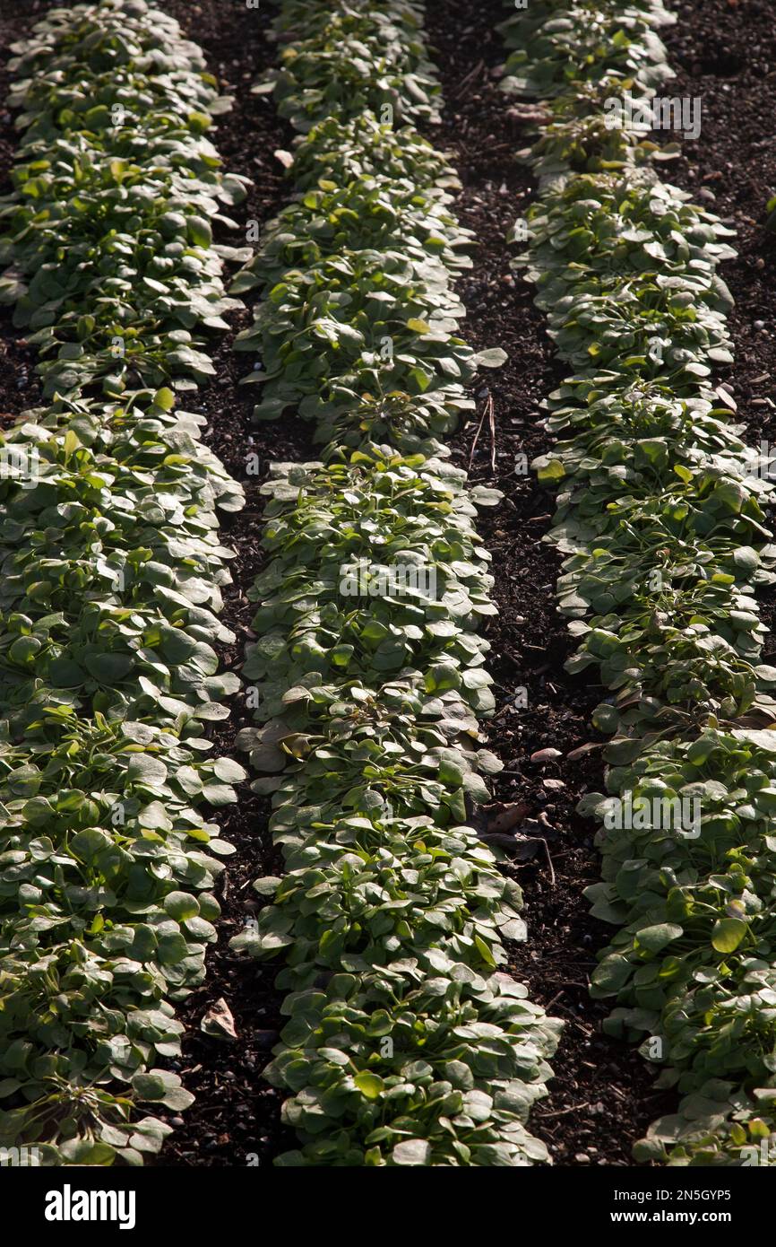 Im Winter winterliches Portulak, das im Gemüsegarten in wisley surrey england wächst Stockfoto