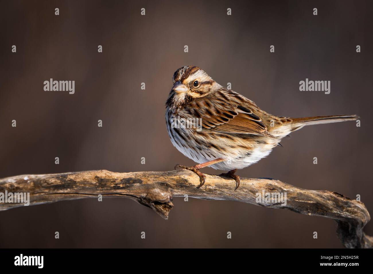 Song Spatz hoch oben in der Nähe von à Hinterhof Vogelfütterung. Stockfoto Song Spatz hoch oben in der Nähe von à Hinterhof Vogelfütterung. Stockfoto
