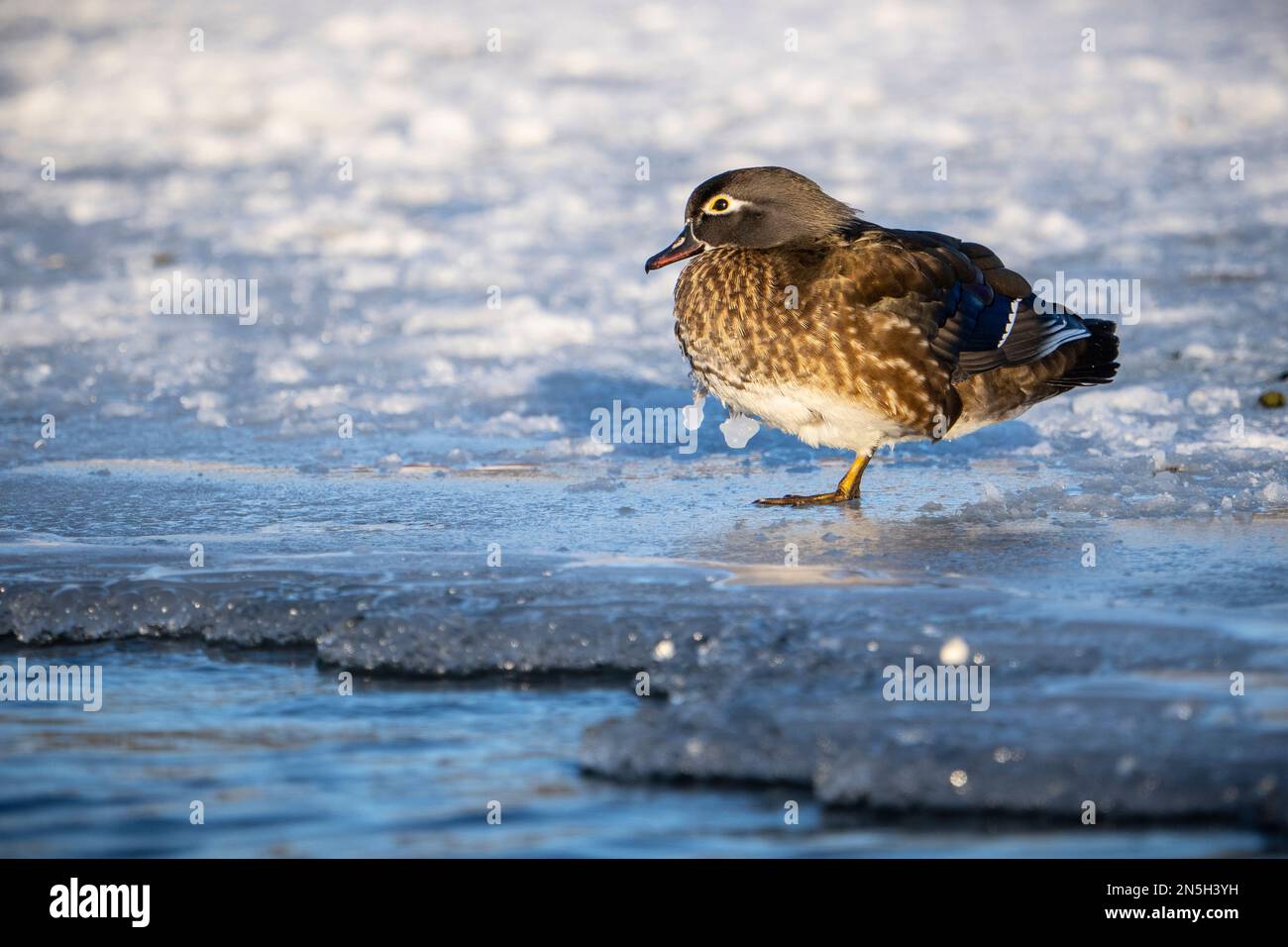 Weibliche Holzente, die auf dem Eisbezug am eiskalten Wasser der St. Lawrence River im Winter. Stockfoto