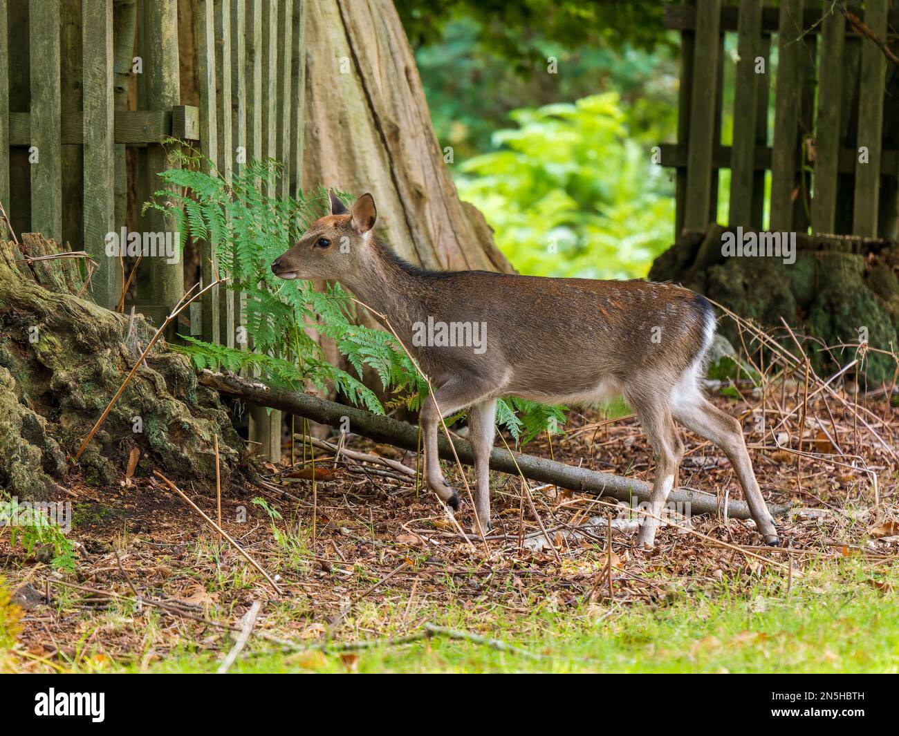 Weibliche Sika-Hirse Stockfoto