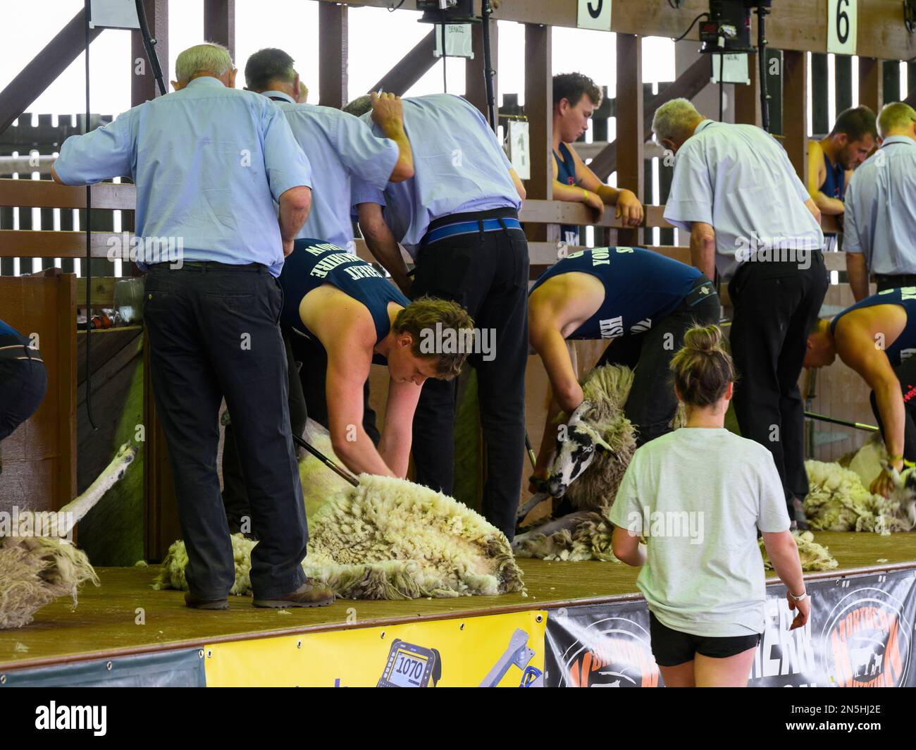 Männliche Walzenlader, die von Juroren beobachtet werden, nehmen am Speed Sheep Searing Turnier (mechanische Scheren) Teil – Great Yorkshire Show Shed, Harrogate, England, Großbritannien. Stockfoto