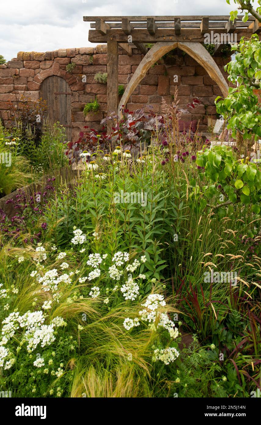 Orlaya grandiflora, Echinacea, Allium sphaerocephalon und Gräser vor