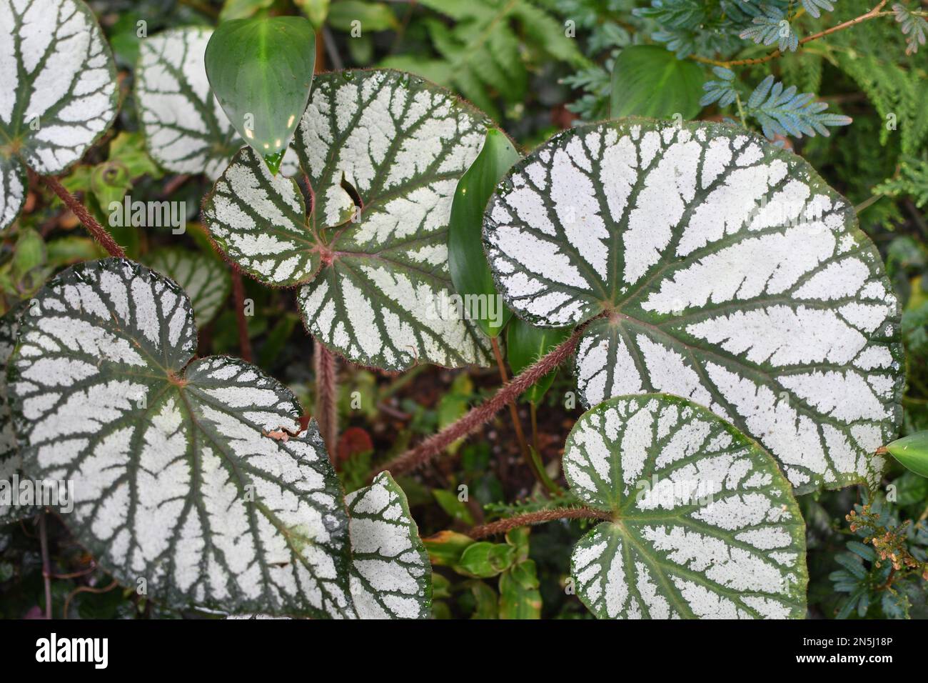 Nahaufnahme der Struktur von Begonia-Blättern mit einem extrem schönen rex mit großen Silber- und Grünblättern, die kräftige Farben haben Stockfoto
