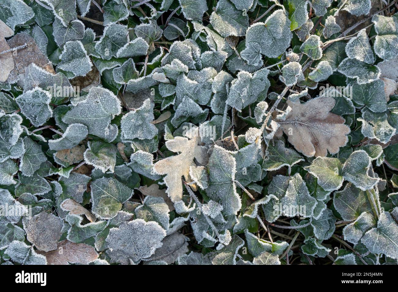 Nahaufnahme von Efeu-Blättern mit Heiserfrost Stockfoto
