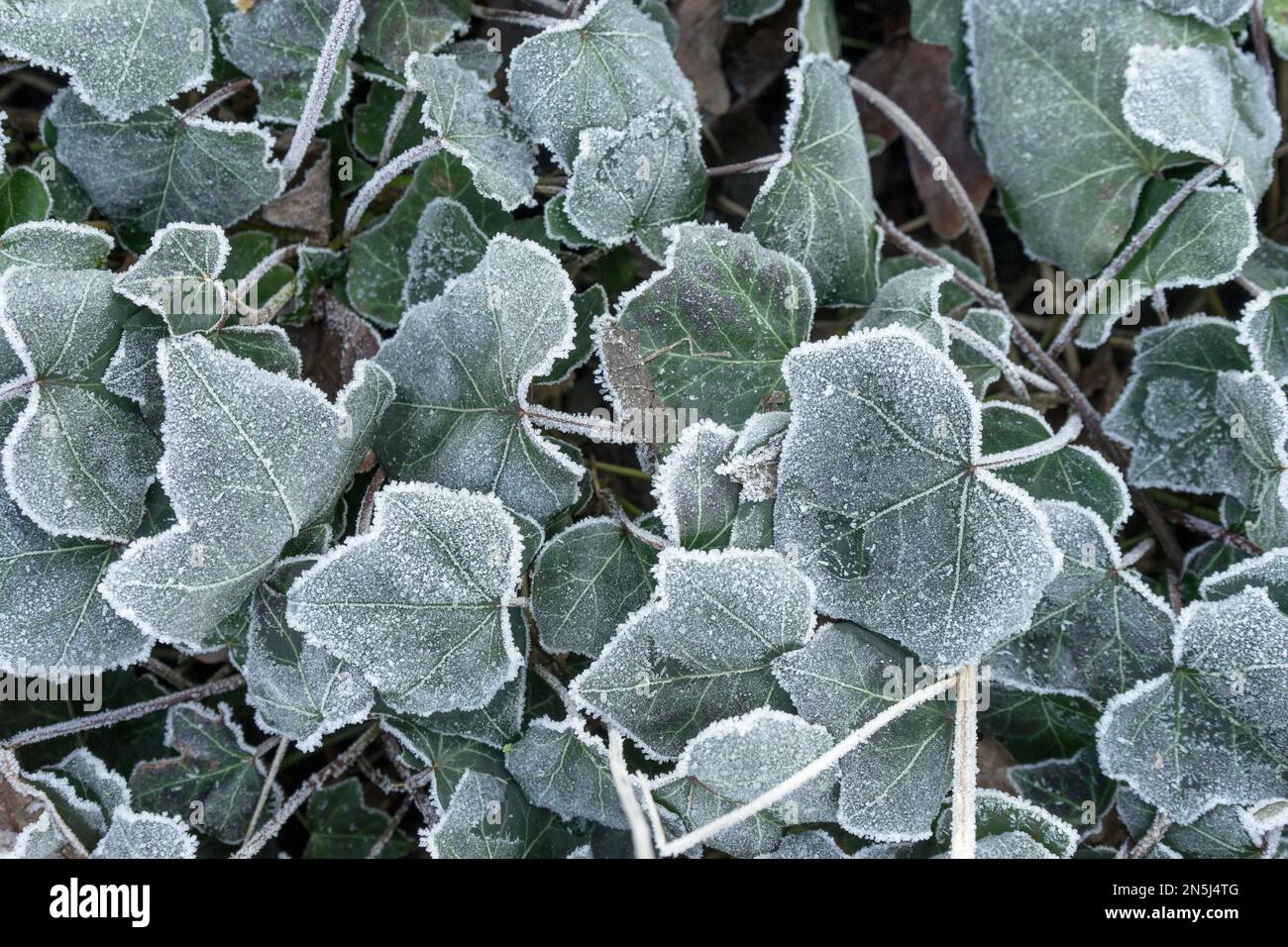Nahaufnahme von Efeu-Blättern mit Heiserfrost Stockfoto