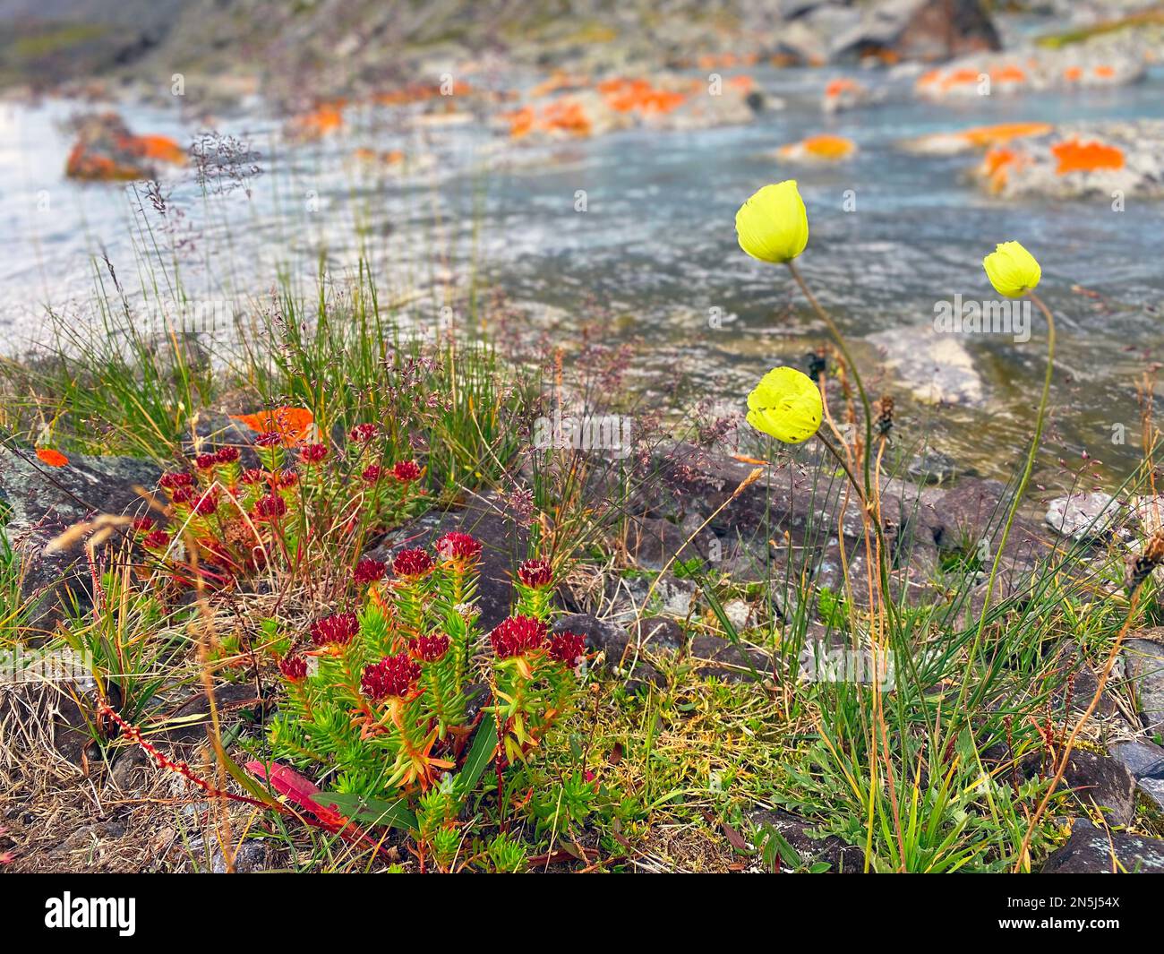 Gelbe Blumen auf dem Hintergrund eines Bergbachs am Ufer im Gras. Stockfoto