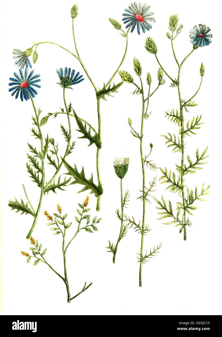 Botanik, Pflanze, verschiedere Art des Knorpellattich (a-e), Chondrilla und Wurmsamen, Artemisia cina (f), Historisch, digital restaurierte Reproduktion von einer Vorlage aus dem 18. Hundert Stockfoto