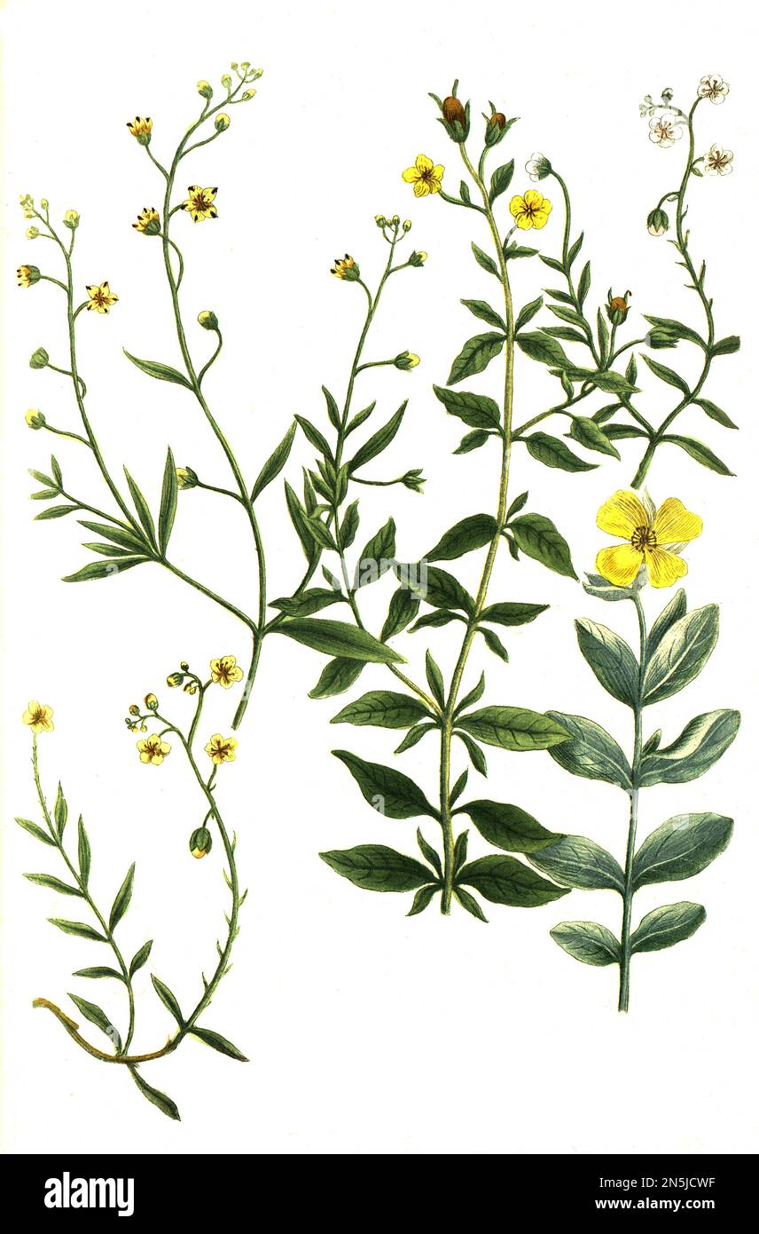 Botanik, Pflanze, Variationen der Zistrose, a. Cistus annuus supinus, B. Cistus foemina foliis salvia, c. Cistus Folio salicis flore macula nigra, d. Cistus humilis flore albo, e. Cistus humilis helianthemum dictum, Historisch, Digital Restauration von einer Vorlage aus dem 18. Hundert Stockfoto