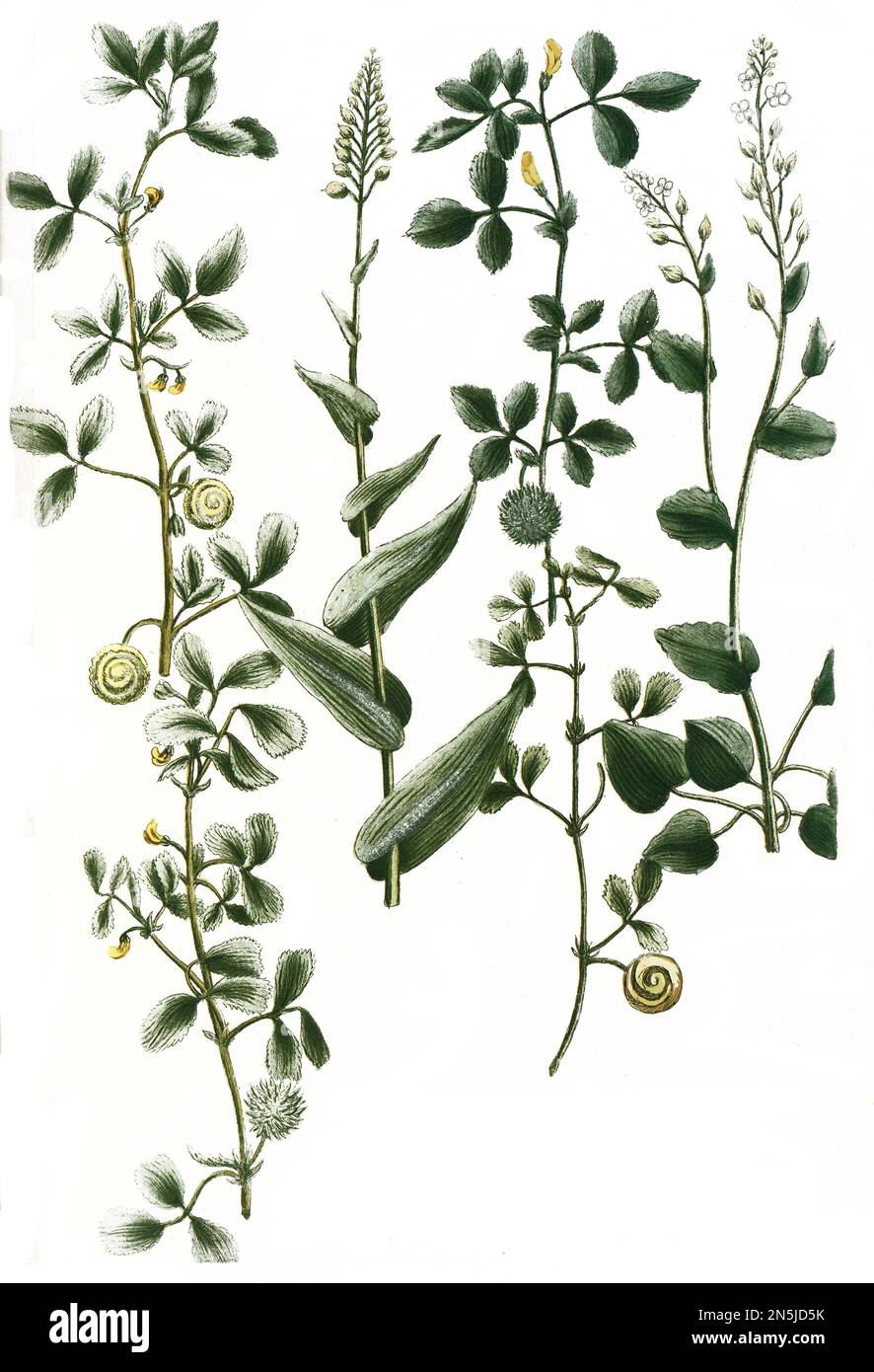 Botanik, Pflanze, a. Cochlearia herba Löffelkraut, B. Cochlearia peregrina, c. Cochlearia capsula scutellata, d. Cochleata major capsula doliata rugosa, e. Cochleata spinis rigidioribus, f. Cochleata capsula majore, Historisch von einer Vorlage, digital restaurierte Reproduktion aus dem 18. Hundert Stockfoto