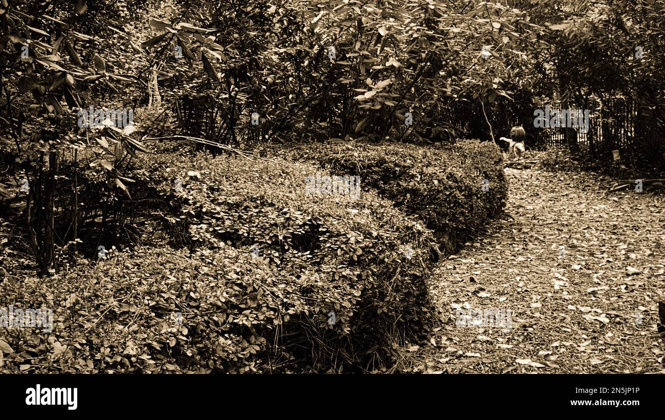 Eine Szene des Parks voller Büsche und Bäume am Tag Stockfoto