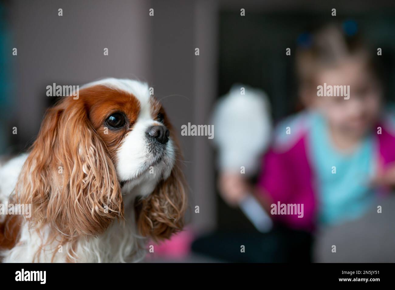 Süße Spaniel-Nahaufnahme, kleines Mädchen isst Zuckerwatte auf verschwommenem Hintergrund. Selektivfokus auf den Spaniel-Hundemuzzle. Stockfoto