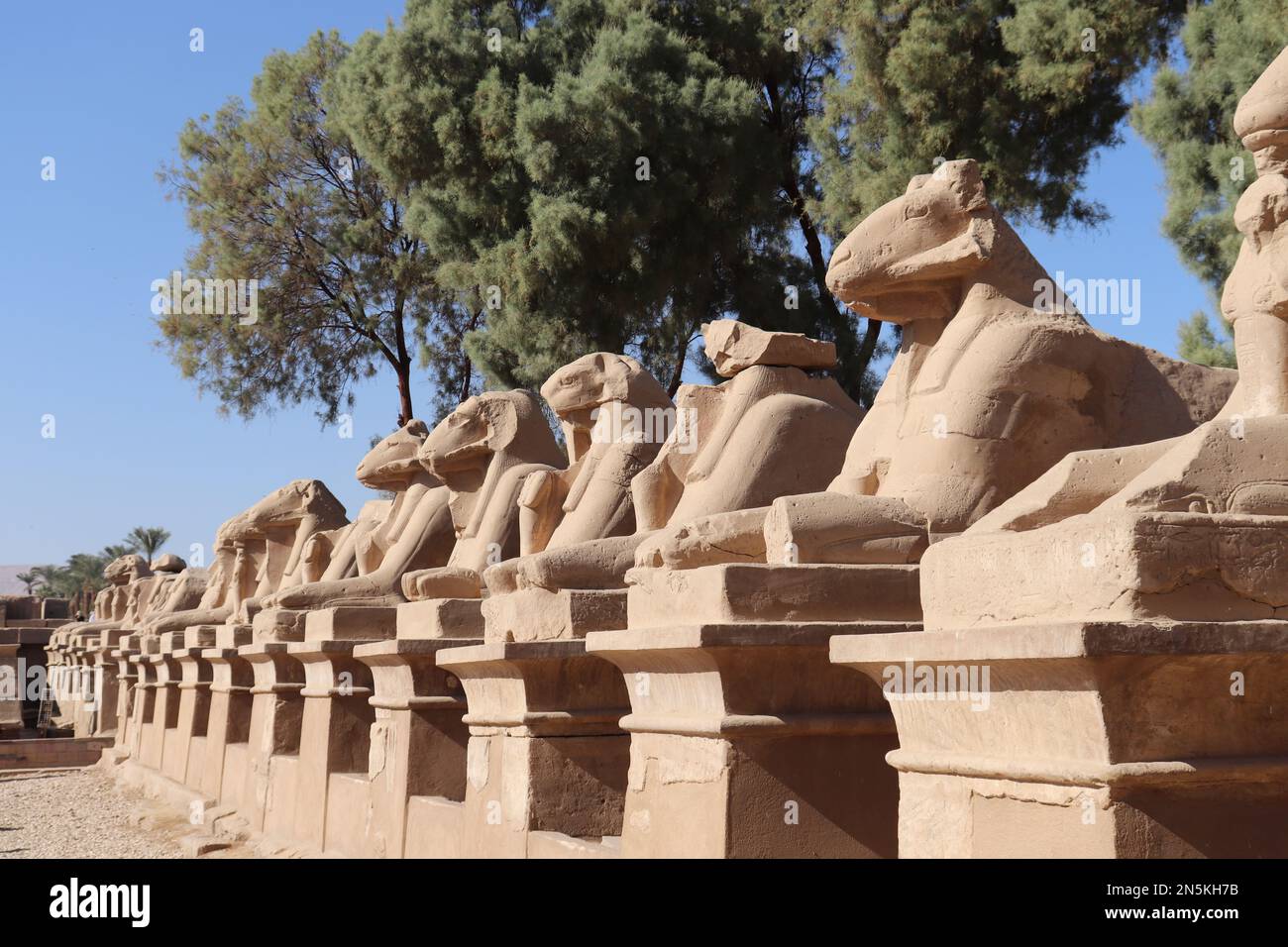 Sphinxstatuen mit RAM-Kopf im Karnak-Tempel in Luxor, Ägypten Stockfoto