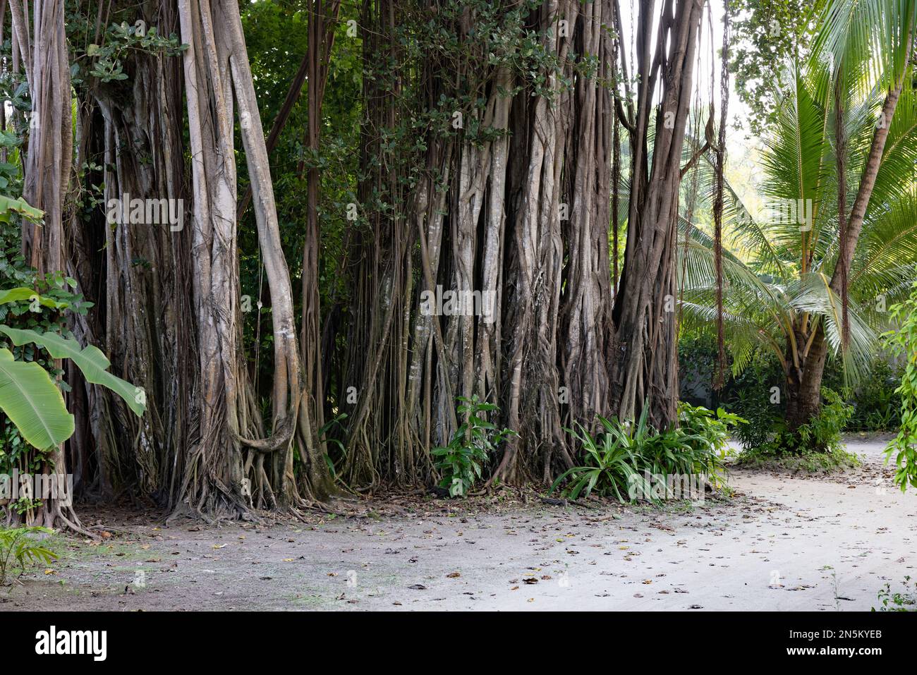 Tropischer Baum; Banyanbaum, Ficus benghalensis, indischer Banyan, der auf den Malediven in Asien wächst Stockfoto
