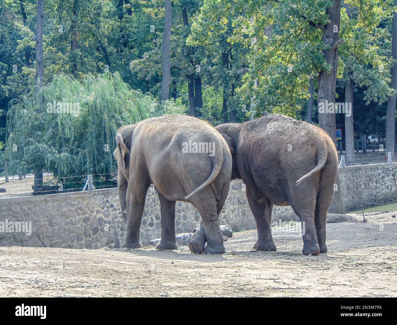 Zwei asiatische Elefanten im Zoo Stockfoto