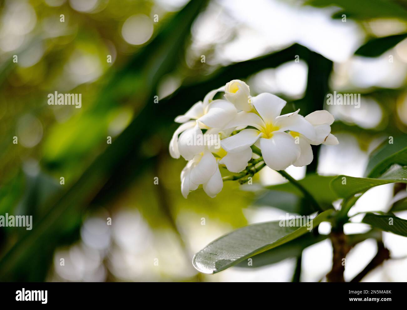 Plumeria, auch bekannt als Frangipani-Blumen auf einem Baum, der auf den Malediven blüht Stockfoto