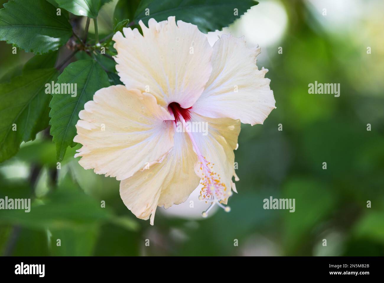 Nahaufnahme einer cremefarbenen Hibiskusblume, tropische Pflanzenblumen blühen auf den Malediven, Asien Stockfoto