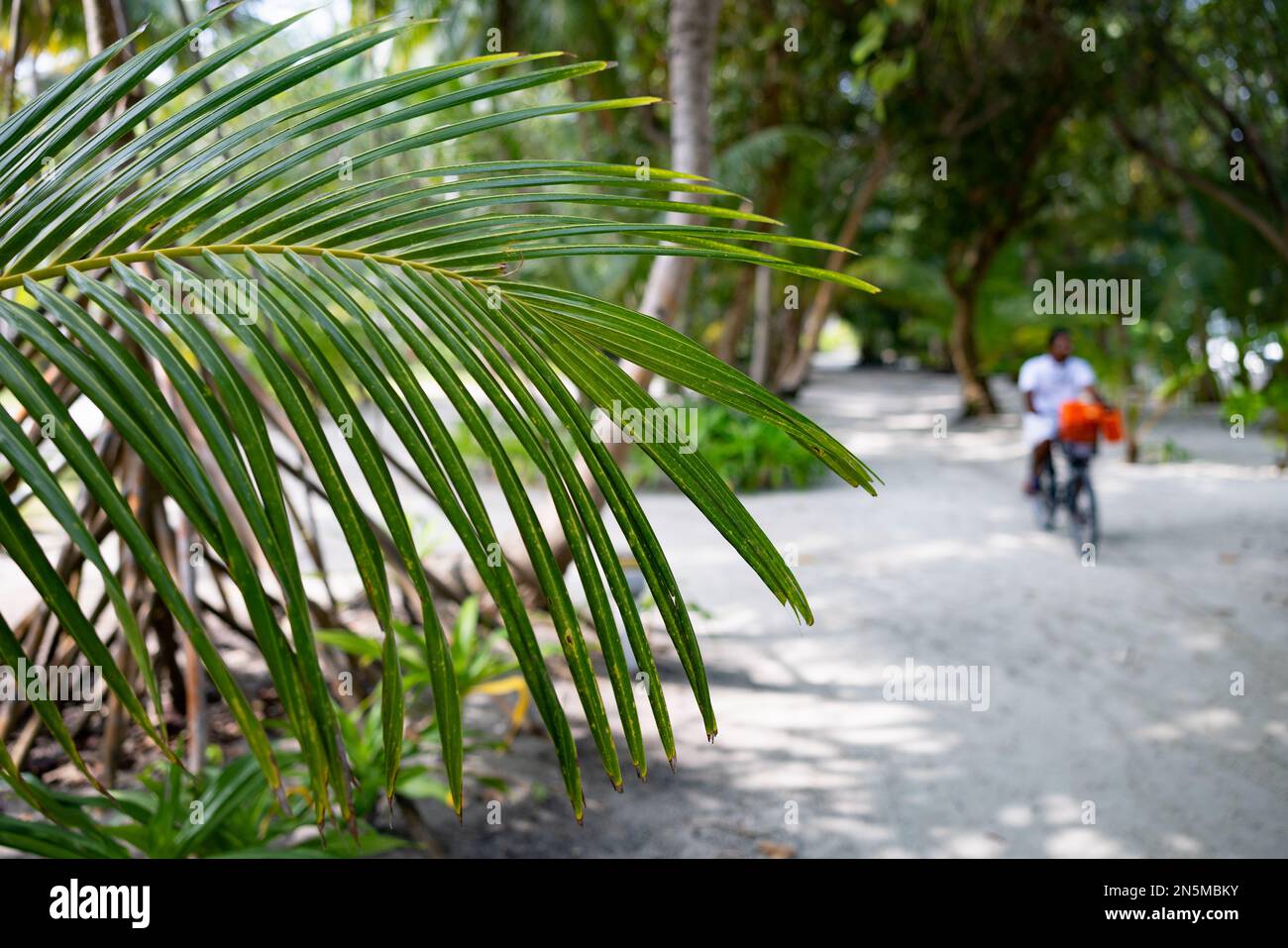 Blick auf die Malediven - Palmenblätter und Menschen in der Landschaft, Rasdhoo-Atoll, die Malediven-Tropeninseln, Asien Stockfoto