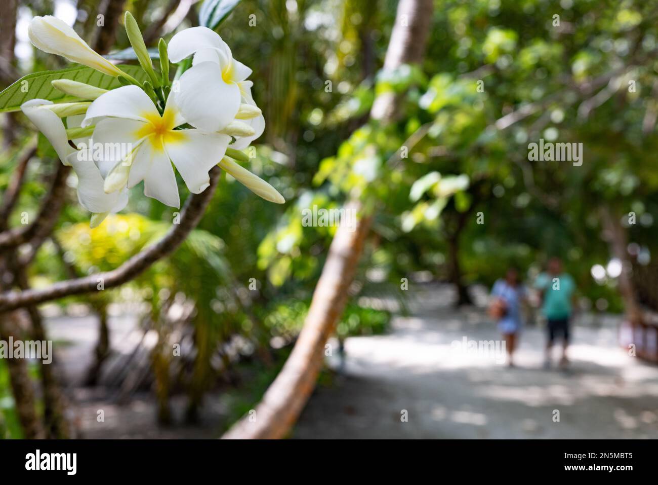 Touristen auf den Malediven; Frangipani-Blumen und ein Touristenpaar in einer tropischen Insellandschaft, im Urlaub; die Malediven-Inseln, Asien Stockfoto