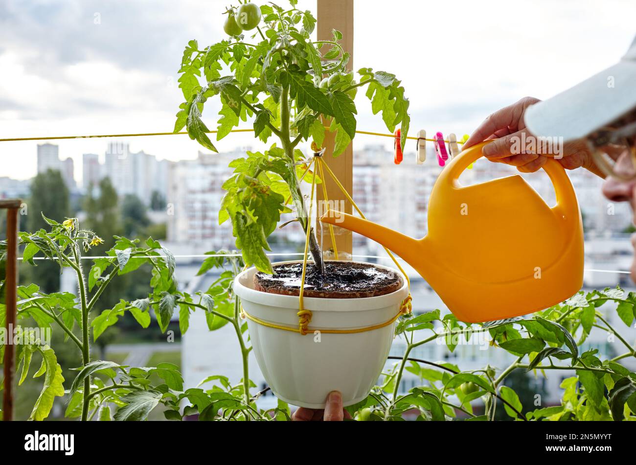 Alter Mann, der im Gewächshaus gärtnerte. Die Hände der Männer halten die Gießkannen und die Tomatenpflanze Stockfoto