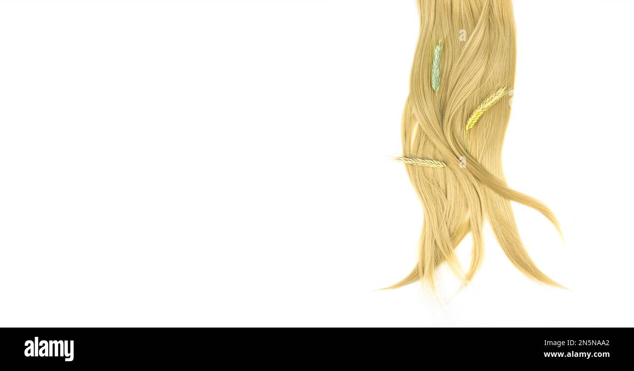 Ein Stück blondes Haar mit Zweigen reifer Weizen auf Weiß. Locken aus Haaren. Blondes, welliges Haar auf weißem Hintergrund. Friseurservice, Haarstärke, Friseur Stockfoto