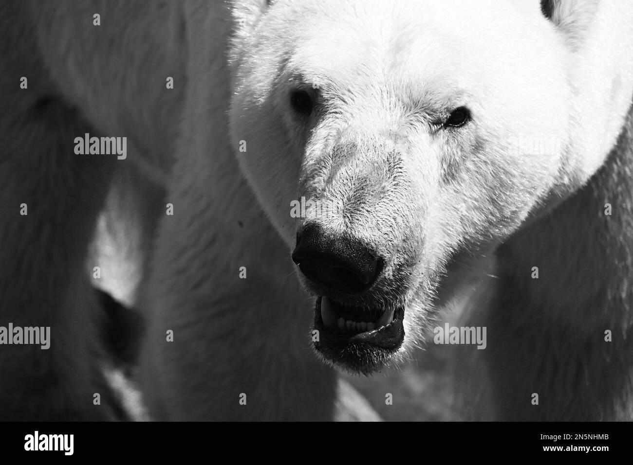 Nahaufnahme eines Eisbären (Ursus maritimus) Stockfoto