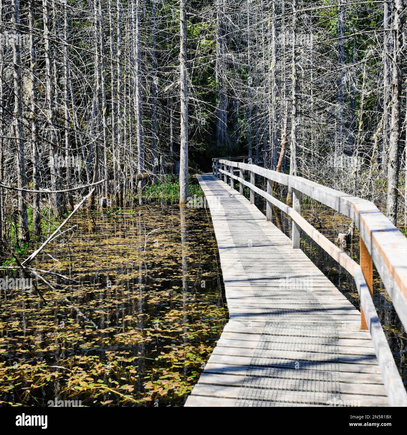 Holzsteg führt über einen einzigartigen Teich und in Bäume. Frühling im Smuggler Cove Marine Provincial Park an der Sunshine Coast von BC Stockfoto