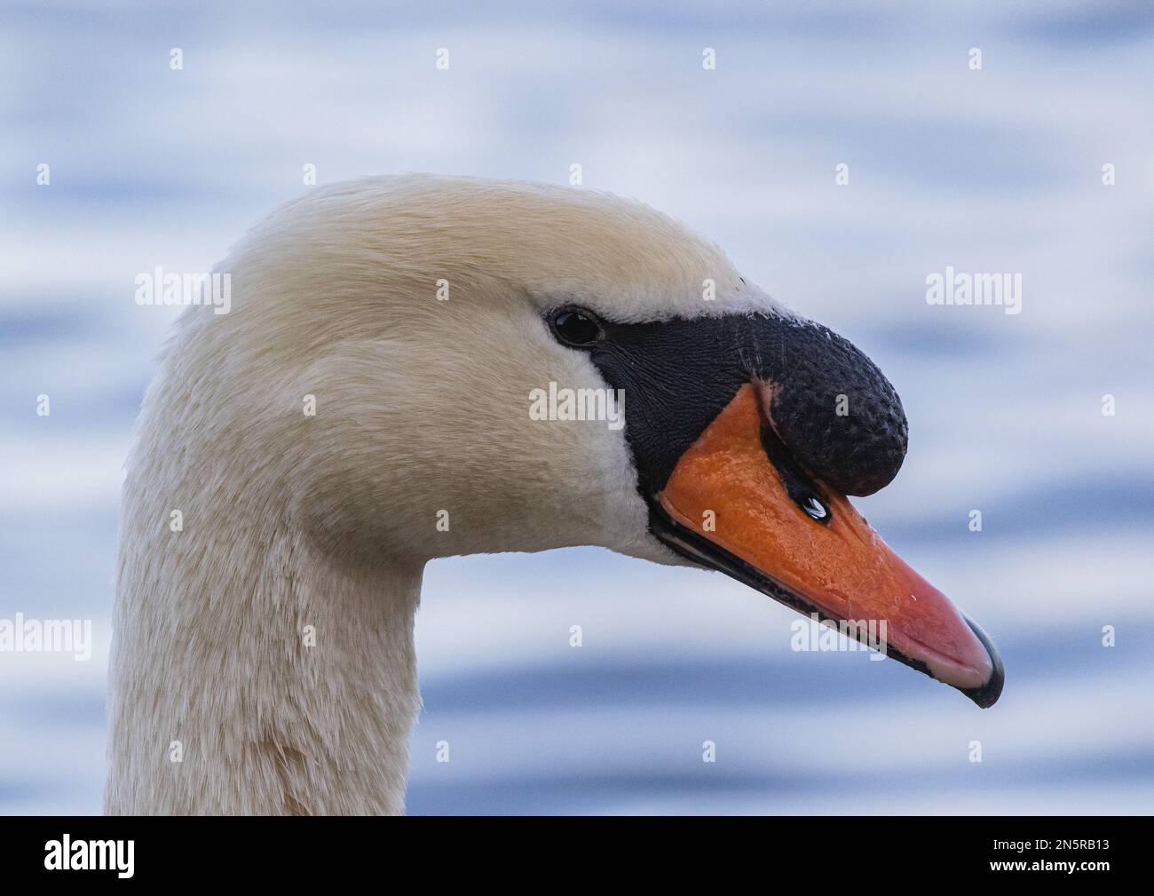 Eine detaillierte Nahaufnahme des Kopfes eines stummen Schwans (Cygnus olor), um die Form und Farbe mit der von Whooper- und Bewick-Schwanen zu vergleichen. Norfolk, Großbritannien Stockfoto