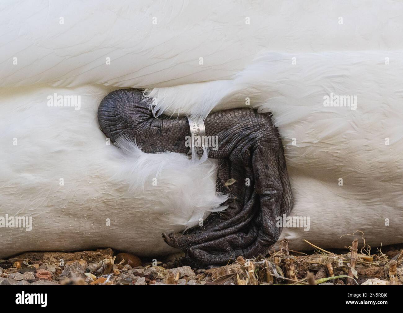 Eine detaillierte Nahaufnahme des gewebten Fusses eines Stummschwans (Cygnus olor), der zum Sitzen zusammengefaltet ist, komplett mit BTO-Metallring. Norfolk, Großbritannien Stockfoto
