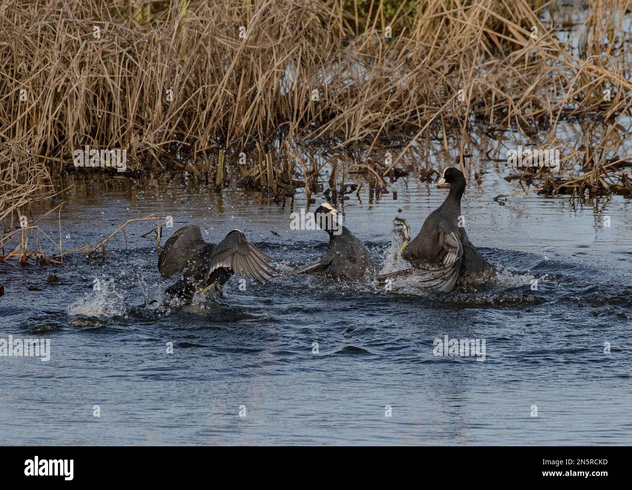 Zwei Kobolde (Fulica atra) kämpften auf dem Rücken und kämpften um Paarungsrechte und Territorium. Viel Action, Spritzen und Spritzen. Norfolk UK Stockfoto