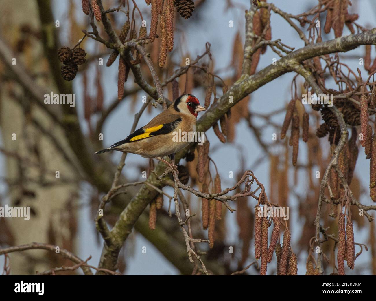 Ein farbenfroher Goldfink (Carduelis carduelis), der sich zwischen den Katzen ernährt. Norfolk, Großbritannien Stockfoto