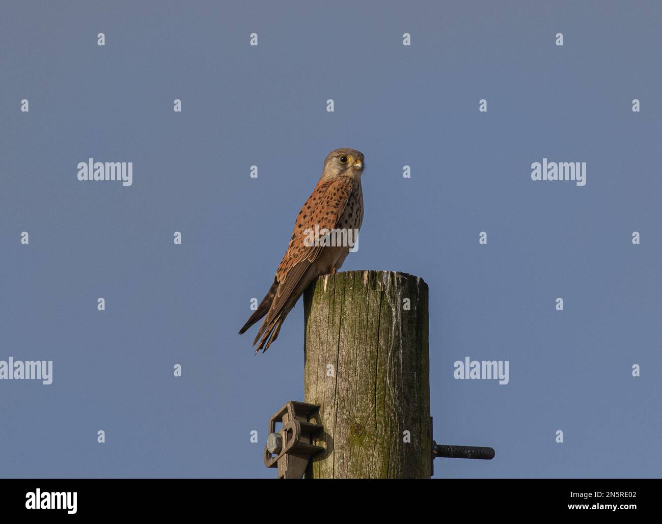 Ein männlicher Kestrel ( Falco tinnunculus ), der den Telegrafenpfahl als Wachposten benutzt, während er auf der Jagd nach Essen ist. Norfolk, Großbritannien Stockfoto