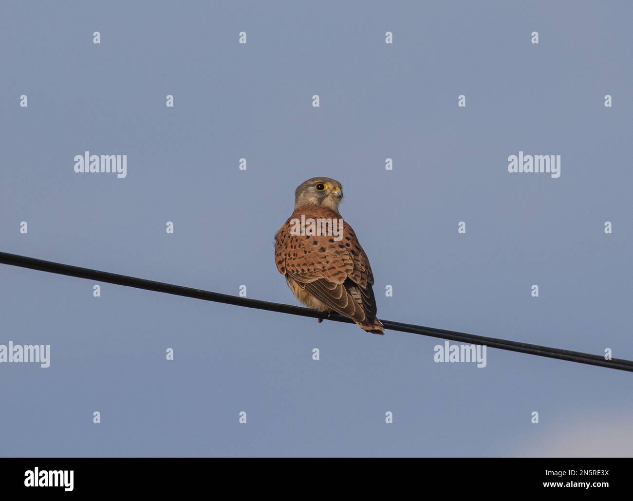 Ein männlicher Kestrel ( Falco tinnunculus ), der das Telefonkabel als Wachposten benutzte, während er auf der Jagd nach Essen war. Norfolk, Großbritannien Stockfoto