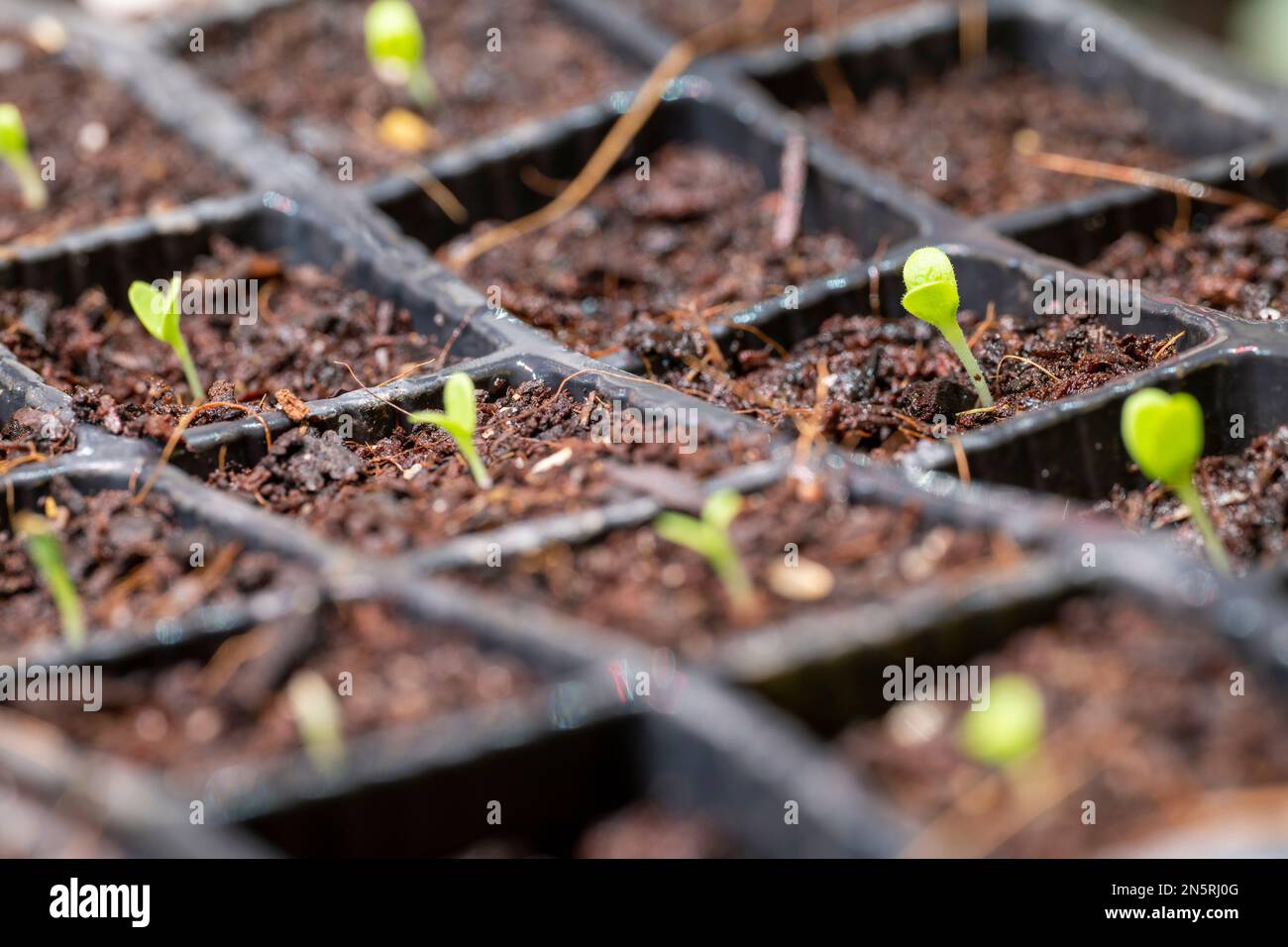 Salatkeimlinge in einer Aussaatschale im Innenbereich unter Lichtern. Stockfoto