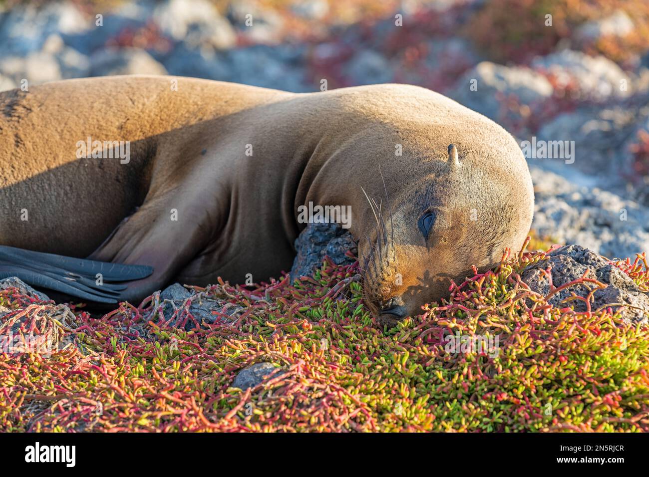 Ein Nickerchen beim Galapagos Sea Lion (Zalophus wollebaeki) auf South Plaza Island bei Sonnenuntergang, Galapagos-Nationalpark, Ecuador. Stockfoto